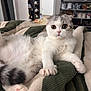 cat, scottish_fold, pet, wide_eyes, white_fur, gray_fur, whiskers, paw, paw_pads, blanket, bed, cozy, indoor, close_up, surprised_expression, shelf, shoes, doorway, soft_texture, cute