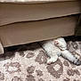 Puffin joined the competition — help win amazing prizes! cat, kitten, hiding, paws, tail, carpet, couch, furniture, indoor, pet, paw_pads, fluffy, upholstery, playful, home, beige, patterned_rug, resting, under_sofa, cute