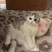 Puffin is registered to the contest to win money with this photo: cat, pet, kitten, fluffy, slipper, carpet, box, indoor, cute, sitting, paws, tail, whiskers, big_eyes, gray_white, relaxed, cozy, closeup, pattern, soft_fur