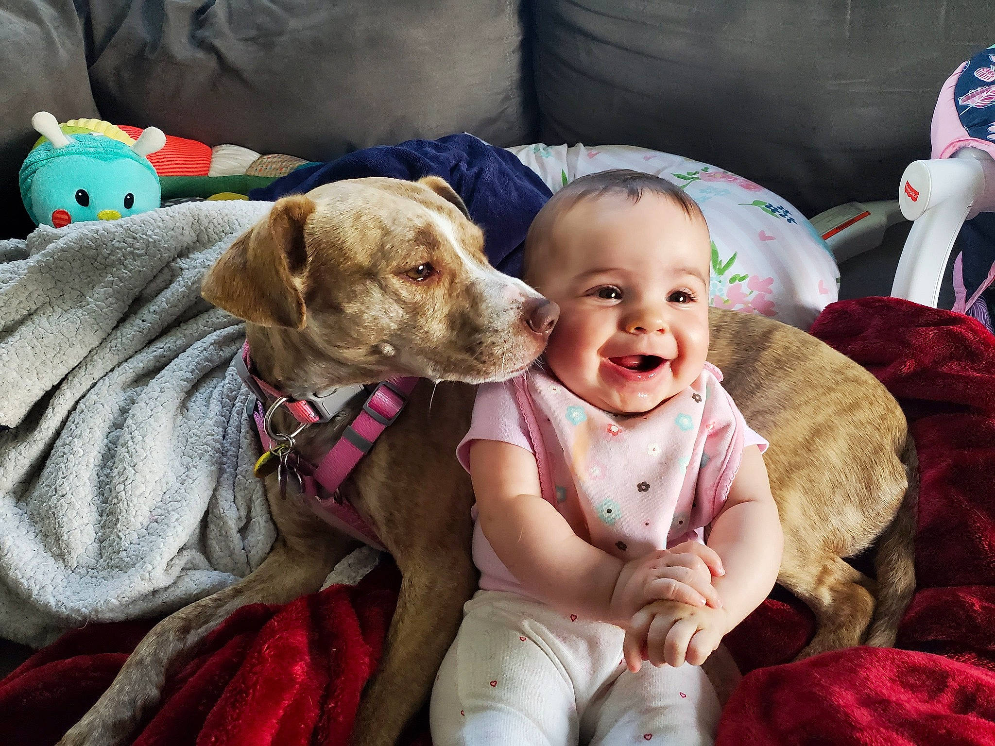 Ainsley joined the competition — help win amazing prizes! baby, baby_toddler_clothing, carnivore, child, comfort, companion_dog, couch, dog, dog_breed, event, fawn, fun, happy, hat, lap, linens, person, sitting, smile, toddler