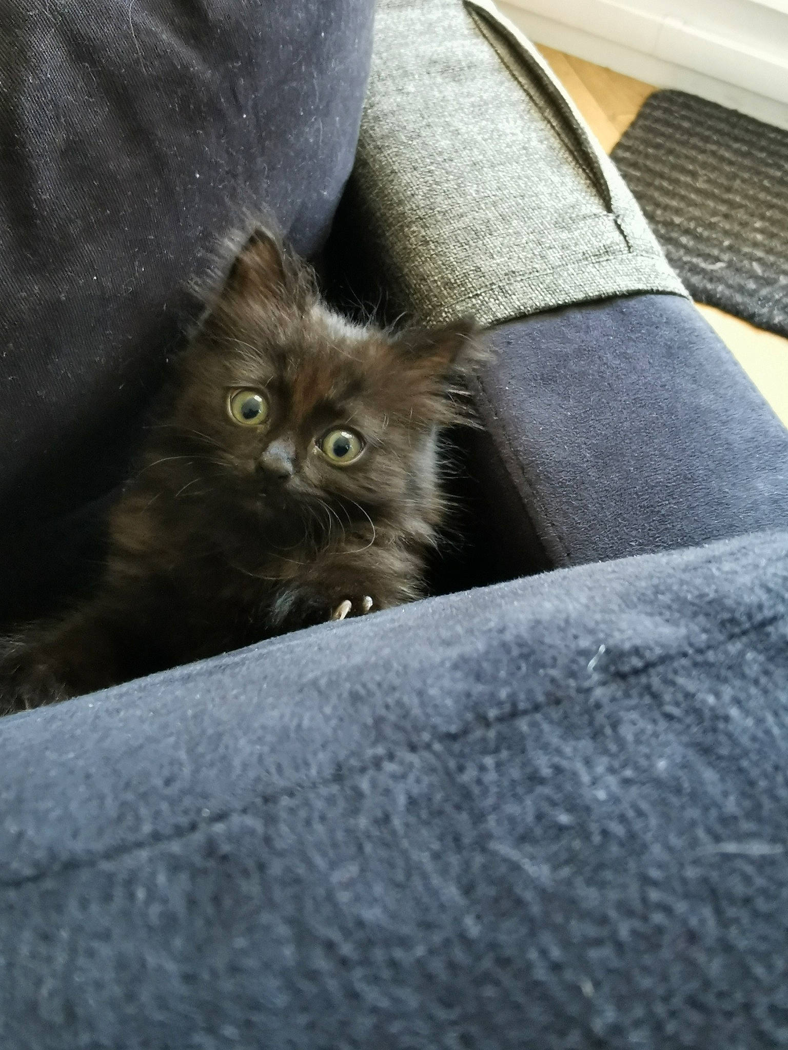 Milo a rejoint le concours — aidez-le/la à gagner de superbes lots ! asian, black_cat, british_longhair, british_semi_longhair, carnivore, cat, domestic_long_haired_cat, domestic_short_haired_cat, eye, fawn, felidae, fur, kitten, korat, mammal, norwegian_forest_cat, persian, small_to_medium_sized_cats, snout, whiskers