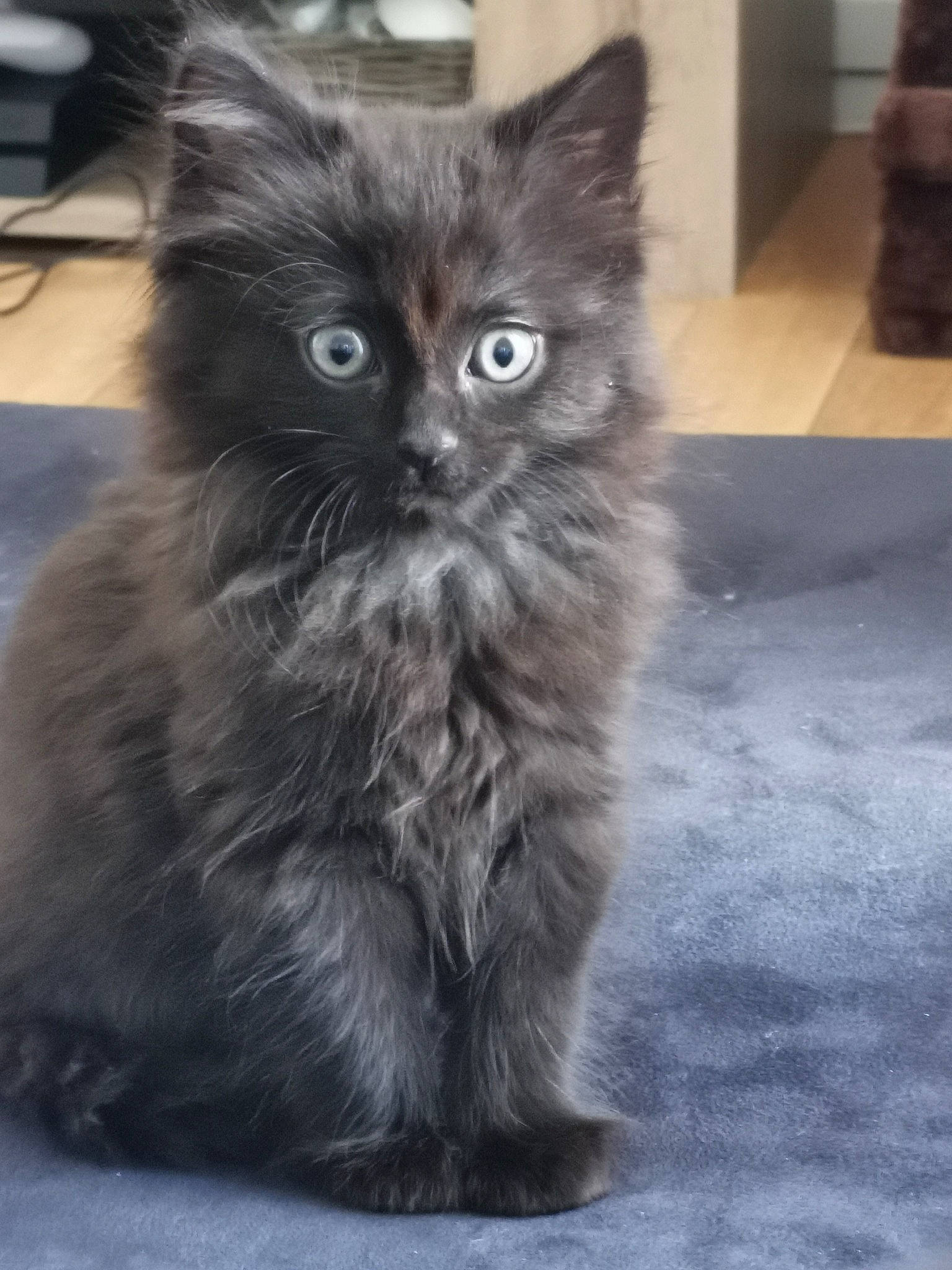 Milo a rejoint le concours — aidez-le/la à gagner de superbes lots ! asian_semi_longhair, british_longhair, british_semi_longhair, carnivore, cat, cymric, domestic_long_haired_cat, eye, felidae, fur, kitten, mammal, napoleon_cat, norwegian_forest_cat, persian, ragamuffin, siberian, small_to_medium_sized_cats, vertebrate, whiskers