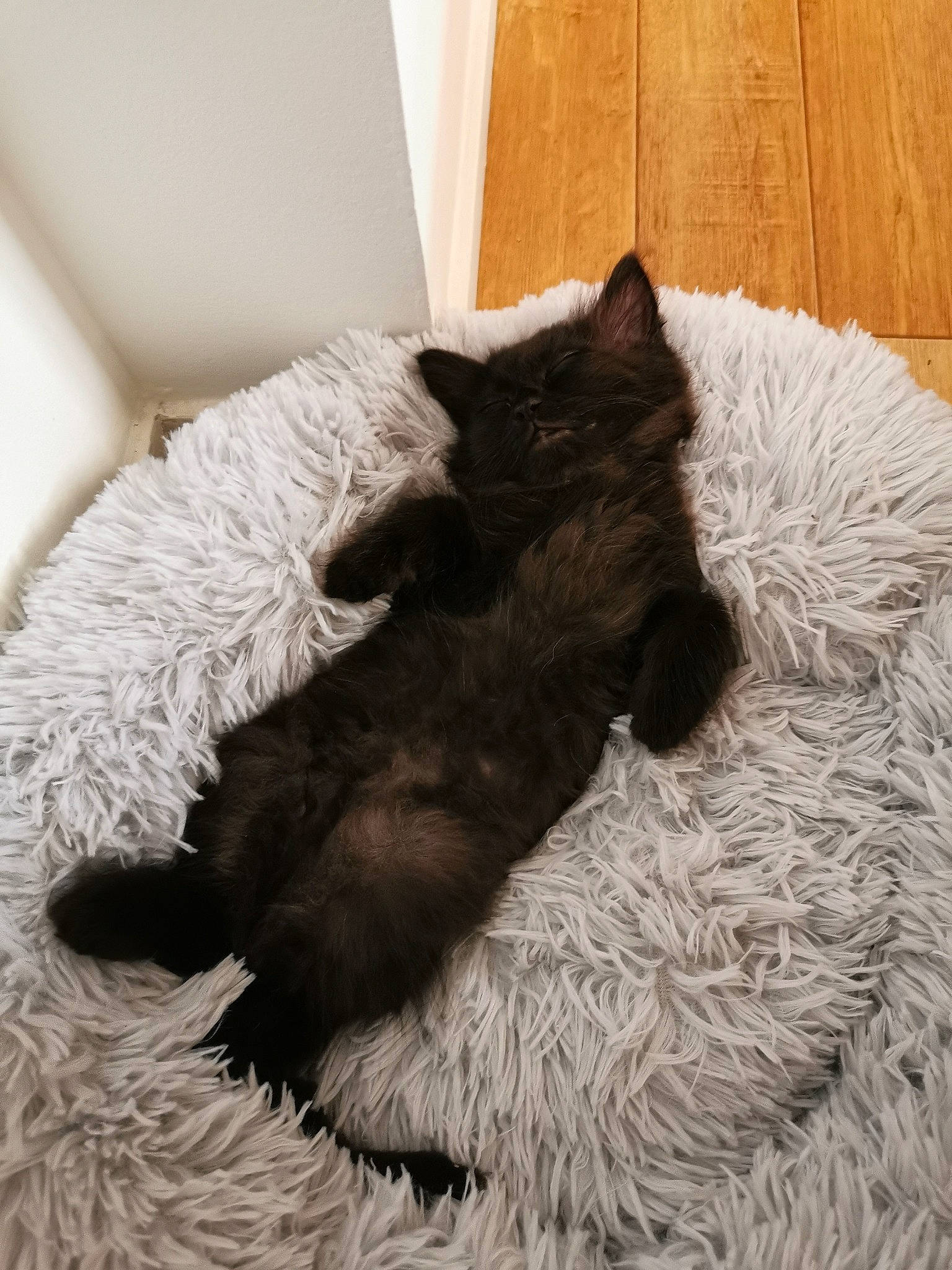 Milo a rejoint le concours — aidez-le/la à gagner de superbes lots ! bed, black_cat, canidae, carnivore, cat, comfort, ear, felidae, fur, furniture, kitten, linens, nap, nebelung, pillow, room, sleep, small_to_medium_sized_cats, tail, whiskers