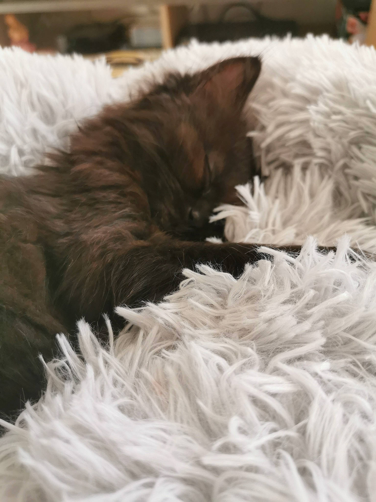 Milo participe au concours pour gagner de l'argent avec cette photo : british_longhair, british_semi_longhair, carnivore, cat, claw, domestic_long_haired_cat, felidae, fur, kitten, maine_coon, nap, nebelung, norwegian_forest_cat, persian, ragamuffin, ragdoll, selkirk_rex, small_to_medium_sized_cats, tail, whiskers