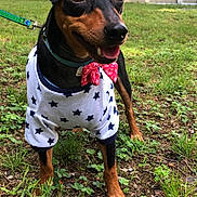 King is registered to the contest to win money with this photo: dog, pet, grass, backyard, fence, tree, collar, leash, shirt, bow_tie, black_and_tan, alert, outdoor, small_dog, happy, canine, ears_up, tongue_out, nature, summer