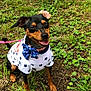 Duchess joined the competition — help win amazing prizes! dog, grass, outdoor, pet, animal, happy, sitting, clothing, bow_tie, black_and_tan, small_dog, nature, leash, star_pattern, shirt, sunlight, smiling, cute, tongue_out, ears