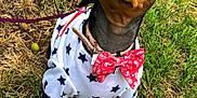 Luna Mom joined the competition — help win amazing prizes! dog, outdoor, grass, pet, animal, bow_tie, clothing, black_and_tan, miniature_pinscher, leash, cute, small_dog, star_pattern, collar, portrait, looking_up, ears_up, ground, nature, summer