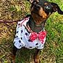 dog, outdoor, grass, pet, animal, bow_tie, clothing, black_and_tan, miniature_pinscher, leash, cute, small_dog, star_pattern, collar, portrait, looking_up, ears_up, ground, nature, summer