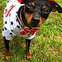 dog, pet, grass, outdoor, costume, hat, bow_tie, leash, black_and_brown, small_dog, star_pattern, patriotic, animal, canine, cute, walking, summer, close_up, nature, funny_outfit