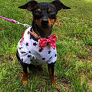Luna Mom joined the competition — help win amazing prizes! dog, grass, leash, bow_tie, clothing, outdoor, pet, black_and_tan, miniature_pinscher, star_pattern, red, white, green, cute, small_dog, portrait, sitting, sunlight, nature, animal