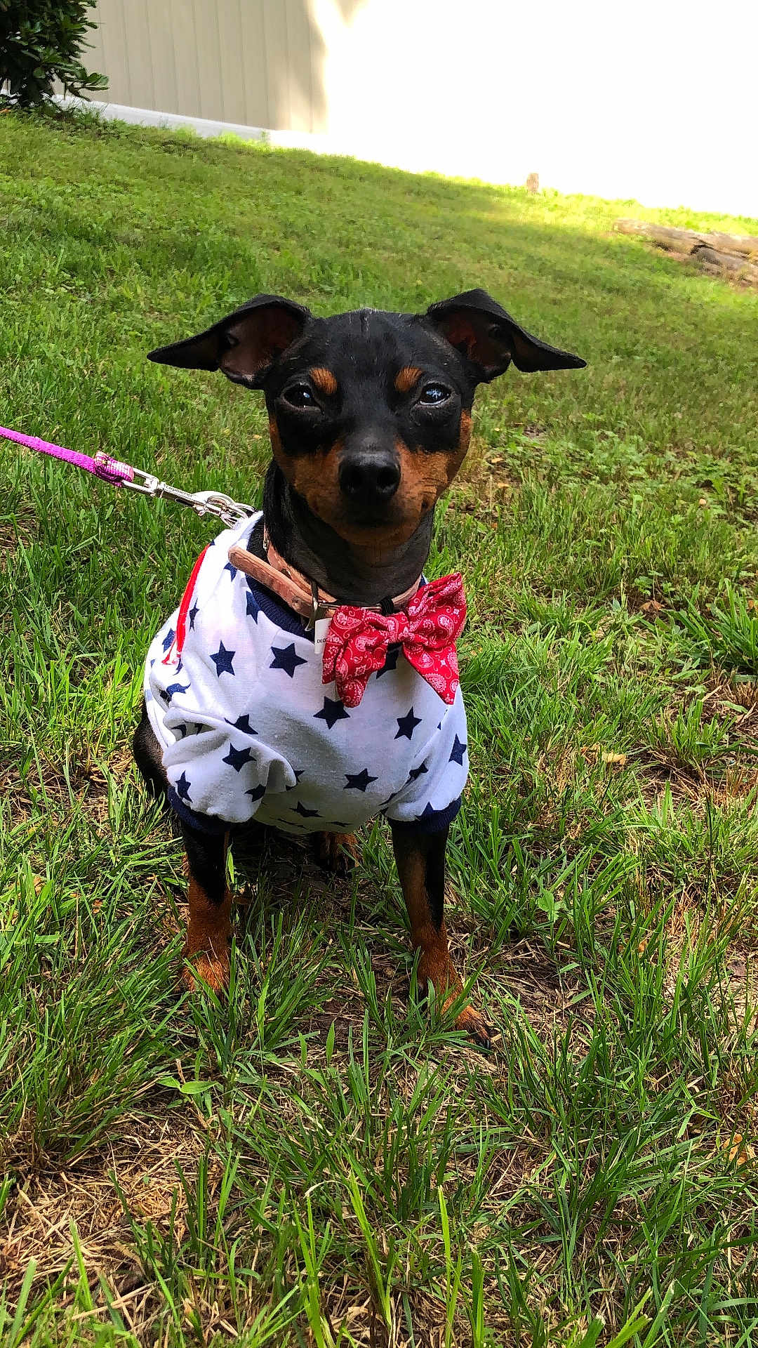 Luna Mom joined the competition — help win amazing prizes! dog, grass, leash, bow_tie, clothing, outdoor, pet, black_and_tan, miniature_pinscher, star_pattern, red, white, green, cute, small_dog, portrait, sitting, sunlight, nature, animal