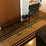 Luna Mom is registered to the contest to win money with this photo: dog, leash, door, rug, shoes, bench, magazines, floor, wood_floor, indoor, home, entryway, pet, small_dog, black_dog, brown_door, patterned_rug, casual, quiet, domestic
