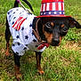 dog, small_dog, grass, outdoor, costume, hat, leash, patriotic, stars, red_white_blue, animal, pet, cute, collar, brown_and_black, standing, nature, summer, yard, curious