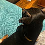 Lady joined the competition — help win amazing prizes! dog, black_dog, collar, pet, indoor, blanket, teal_blanket, wooden_floor, furniture, relaxed, resting, canine, animal, cozy, paw, texture, home, domestic, companion, brown_paw