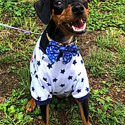 Lady is registered to the contest to win money with this photo: dog, pet, animal, grass, outdoor, smiling, bow_tie, shirt, black_and_brown, happy, sitting, leash, nature, cute, small_dog, star_pattern, fur, ears, eyes, mouth_open