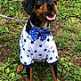 dog, pet, animal, grass, outdoor, smiling, bow_tie, shirt, black_and_brown, happy, sitting, leash, nature, cute, small_dog, star_pattern, fur, ears, eyes, mouth_open