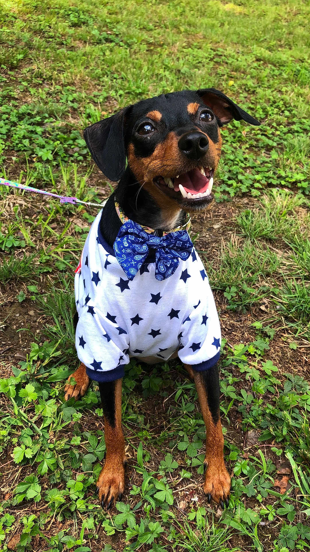 Lady is registered to the contest to win money with this photo: dog, pet, animal, grass, outdoor, smiling, bow_tie, shirt, black_and_brown, happy, sitting, leash, nature, cute, small_dog, star_pattern, fur, ears, eyes, mouth_open
