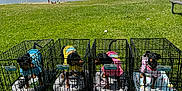 Lady joined the competition — help win amazing prizes! dog, crate, outdoor, lake, grass, cloudy_sky, blue_sky, greenery, pet_clothing, animal, canine, leisure, nature, summer, fence, bench, water, trees, park, sunlight