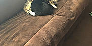 Bella is registered to the contest to win money with this photo: cat, cats, couch, living_room, brown, furniture, pet, cozy, indoor, animal, calico_cat, black_cat, relaxing, fur, companion, home, soft, nap, cute, resting