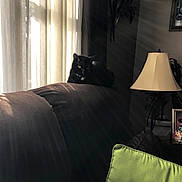 Layla joined the competition — help win amazing prizes! cat, black_cat, couch, living_room, lamp, curtains, sunlight, pillow, green_pillow, vase, indoor, furniture, shadow, home, relaxing, pet, animal, cozy, quiet, window