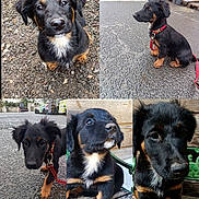 Rosie a rejoint le concours — aidez-le/la à gagner de superbes lots ! accessories, animal, appenzeller, art, canine, cockerspaniel, collage, collar, dog, germanshepherd, hound, labradorretriever, leash, pebble, pet, puppy, road, snout, strap, terrier