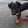 Rosie participe au concours pour gagner de l'argent avec cette photo : accessories, alloywheel, animal, canine, car, carwheel, cockerspaniel, dog, hound, leash, machine, path, pet, puppy, road, sidewalk, slate, snout, strap, tarmac