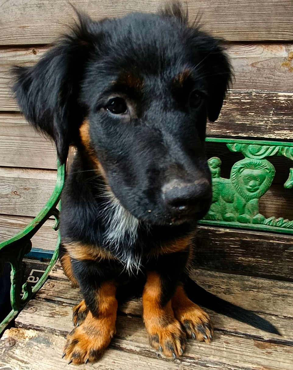 Rosie