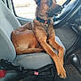 accessories, animal, belt, canine, car, car_interior, carseat, cushion, dog, germanshepherd, headrest, homedecor, hound, machine, pet, policedog, puppy, spoke, transportation, vehicle