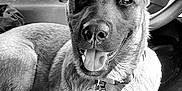 Rita participe au concours pour gagner de l'argent avec cette photo : accessories, animal, bag, bodypart, canine, collar, dog, germanshepherd, handbag, hound, husky, jewelry, labradorretriever, mouth, person, pet, policedog, puppy, teeth, tongue