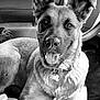 accessories, animal, bag, bodypart, canine, collar, dog, germanshepherd, handbag, hound, husky, jewelry, labradorretriever, mouth, person, pet, policedog, puppy, teeth, tongue