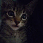 Wolfy is registered to the contest to win money with this photo: animal, blurry, cat, close_up, curious, cute, dark, ears, eyes, face, feline, furry, indoor, kitten, mammal, pet, portrait, tabby, whiskers, young