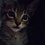 animal, blurry, cat, close_up, curious, cute, dark, ears, eyes, face, feline, furry, indoor, kitten, mammal, pet, portrait, tabby, whiskers, young