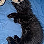 Raven a rejoint le concours — aidez-le/la à gagner de superbes lots ! black_cat, kitten, sleeping, plush_toy, teddy_bear, blue_blanket, indoor, cozy, cute, fur, paw, pet, resting, animal, soft, adorable, close_up, comfort, relaxation, nap