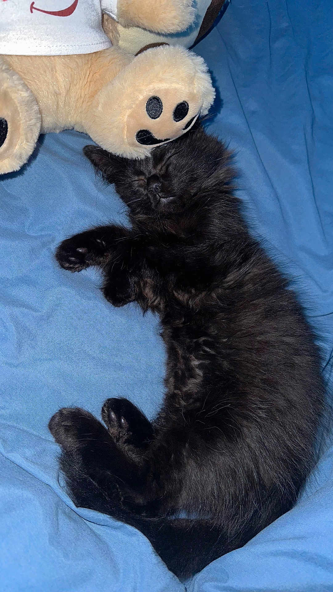 Raven a rejoint le concours — aidez-le/la à gagner de superbes lots ! black_cat, kitten, sleeping, plush_toy, teddy_bear, blue_blanket, indoor, cozy, cute, fur, paw, pet, resting, animal, soft, adorable, close_up, comfort, relaxation, nap