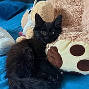 Raven participe au concours pour gagner de l'argent avec cette photo : black_kitten, cat, plush_toy, teddy_bear, bed, blue_bedspread, furry, pet, cute, animal, indoor, resting, feline, young, soft, cozy, curious, lying_down, domestic, whiskers