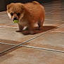 puppy, dog, cute, tile_floor, indoor, brown_fur, small_dog, grape, pet, domestic_animal, puppy_face, motion_blur, shadow, home_interior, doorway, standing, floor_tiles, warm_lighting, walking, adorable