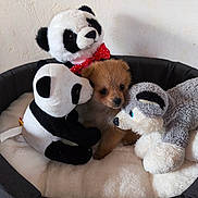 Chanel a rejoint le concours — aidez-le/la à gagner de superbes lots ! bed, bow_tie, brown_fur, cozy, cute, husky_plush, indoor, panda_plush, pet, pet_bed, plush_toy, portrait, puppy, red_bow, small_dog, snuggling, soft, stuffed_animal, tiled_floor, wall