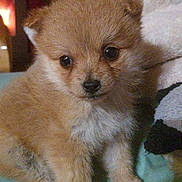 Chanel participe au concours pour gagner de l'argent avec cette photo : puppy, dog, pet, cute, fur, fluffy, close_up, portrait, eyes, nose, paws, blanket, towel, indoor, sitting, bedding, cozy, whiskers, brown, small