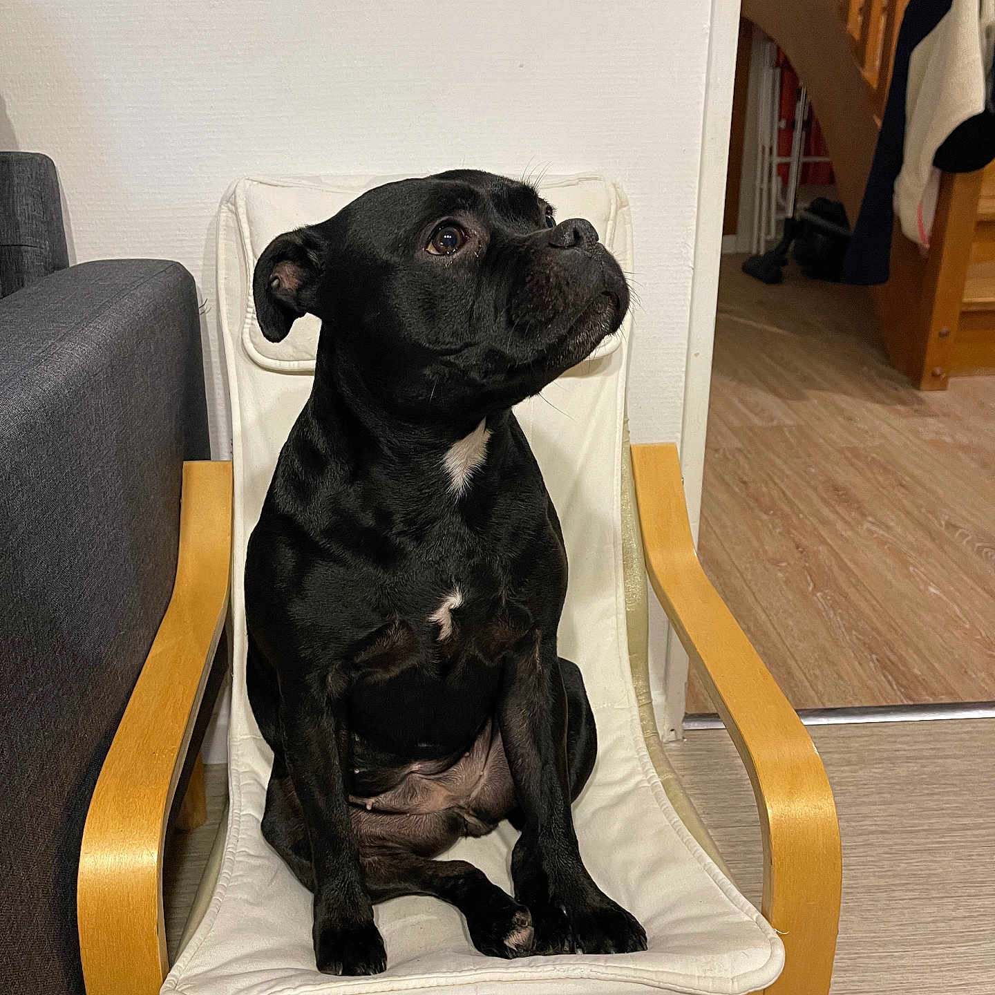 Praline a rejoint le concours — aidez-le/la à gagner de superbes lots ! accessories, animal, armchair, bag, boxer, bulldog, canine, chair, couch, dog, dogbed, furniture, handbag, hardwood, labradorretriever, pet, pitbull, plywood, puppy, wood