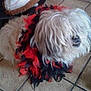 Diego Lhassa Apso participe au concours pour gagner de l'argent avec cette photo :