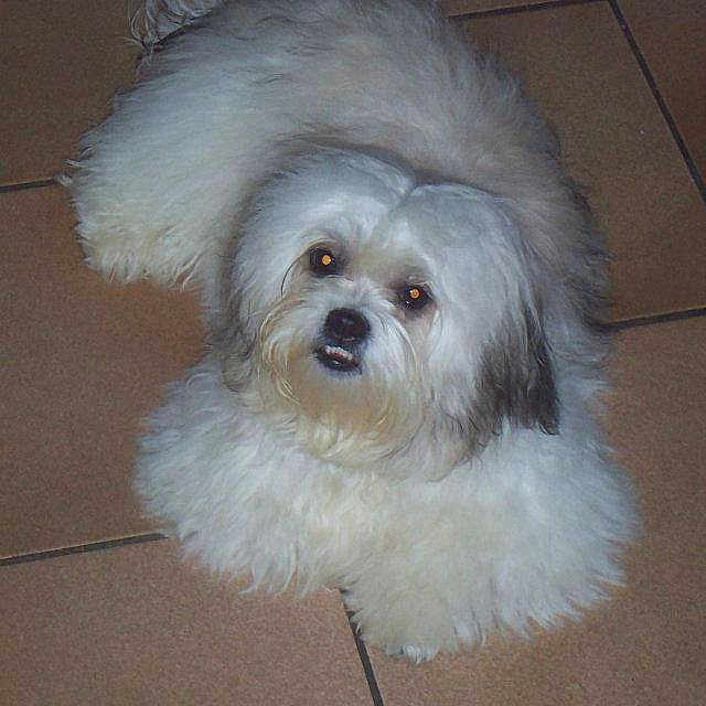 Diego Lhassa Apso