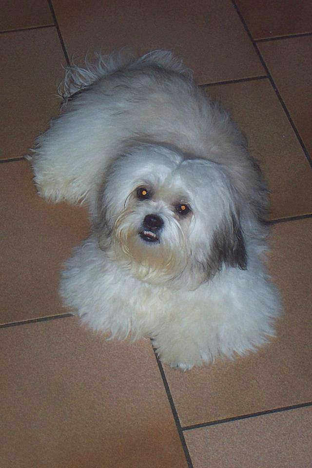 Diego Lhassa Apso
