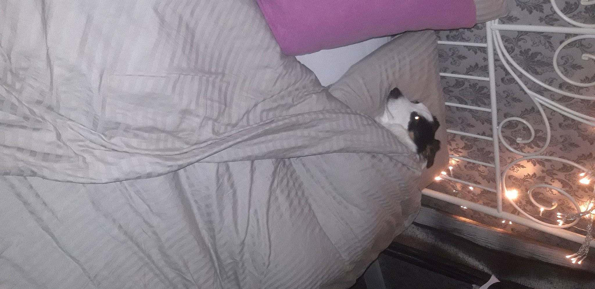 Chica participe au concours pour gagner de l'argent avec cette photo : bedding, comfort, couch, felidae, flooring, fur, grey, hardwood, linens, nap, pattern, room, tail, tints_and_shades, tree, wing, winter, wood