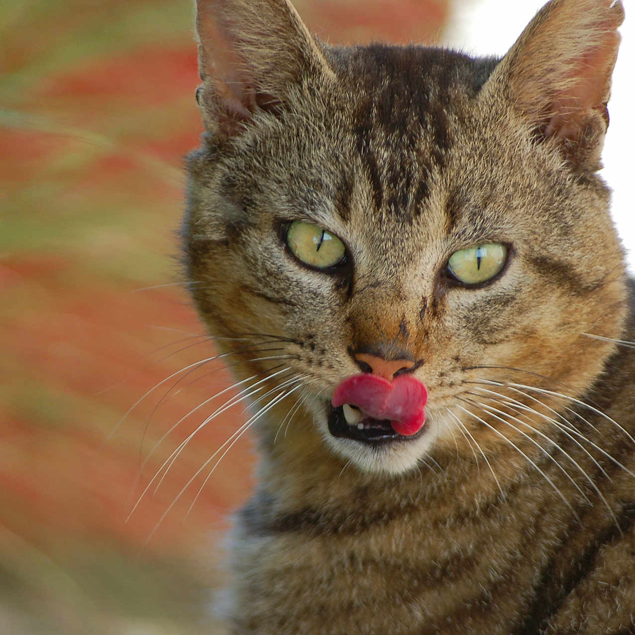 Jypsi a rejoint le concours — aidez-le/la à gagner de superbes lots ! abyssinian, animal, bodypart, cat, food, fruit, kitten, manx, mouth, person, pet, plant, produce, tongue