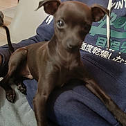 Medellin a rejoint le concours — aidez-le/la à gagner de superbes lots ! dog, puppy, black_dog, pet, lap, person, hoodie, clothing, couch, indoor, toy, rope_toy, relaxing, animal, mammal, companion, home, furniture, blurred, casual