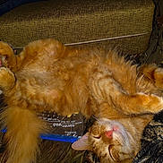 Tabby joined the competition — help win amazing prizes! cat, orange_tabby, sleeping, belly_up, fluffy, pet, indoor, cushion, fabric, paw, fur, cozy, relaxed, animal, mammal, domestic, cute, whiskers, nose, resting