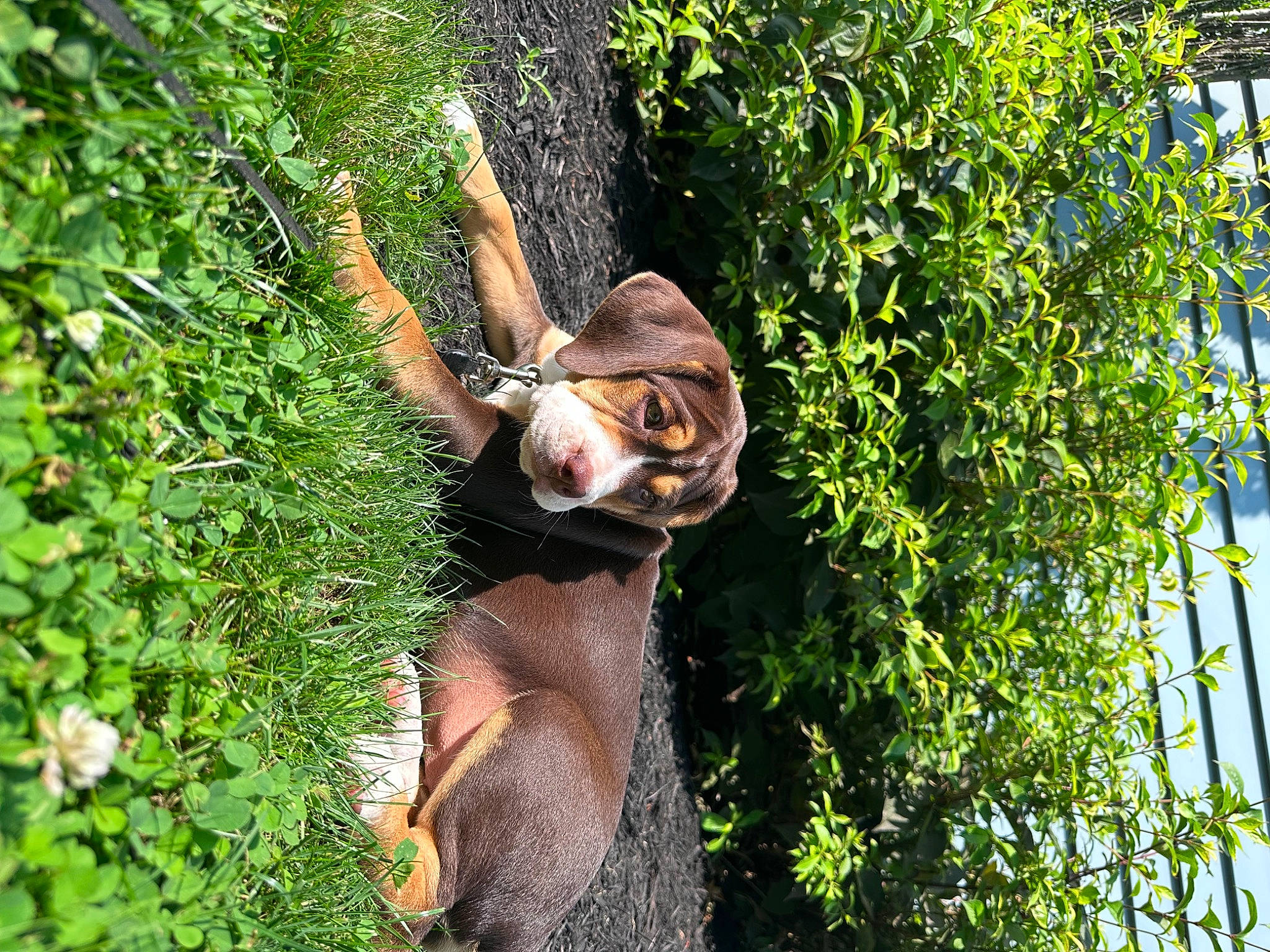 Snickers joined the competition — help win amazing prizes! canidae, carnivore, dog_breed, fawn, forest, grass, groundcover, jungle, nature_reserve, plant, snout, sporting_group, tail, terrestrial_animal, terrestrial_plant, tree, trunk, wildlife, woody_plant, working_animal