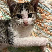 Wren is registered to the contest to win money with this photo: kitten, cat, pet, animal, feline, cute, young, whiskers, paw, quilt, patterned, colorful, fur, domestic, closeup, indoor, soft, resting, eyes, nose