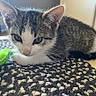 Wren is registered to the contest to win money with this photo: animal, carpet, cat, closeup, curious, cute, domestic, ears, floor, fur, indoor, kitten, pet, playful, resting, tabby, texture, toy, whiskers, young