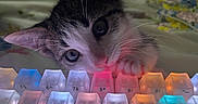 Wren is registered to the contest to win money with this photo: backlit_keyboard, cat, closeup, colorful_lights, curious, cute, feline, glowing, home, indoor, keyboard, keys, kitten, night_light, paw, pet, playful, technology, whiskers, young_cat